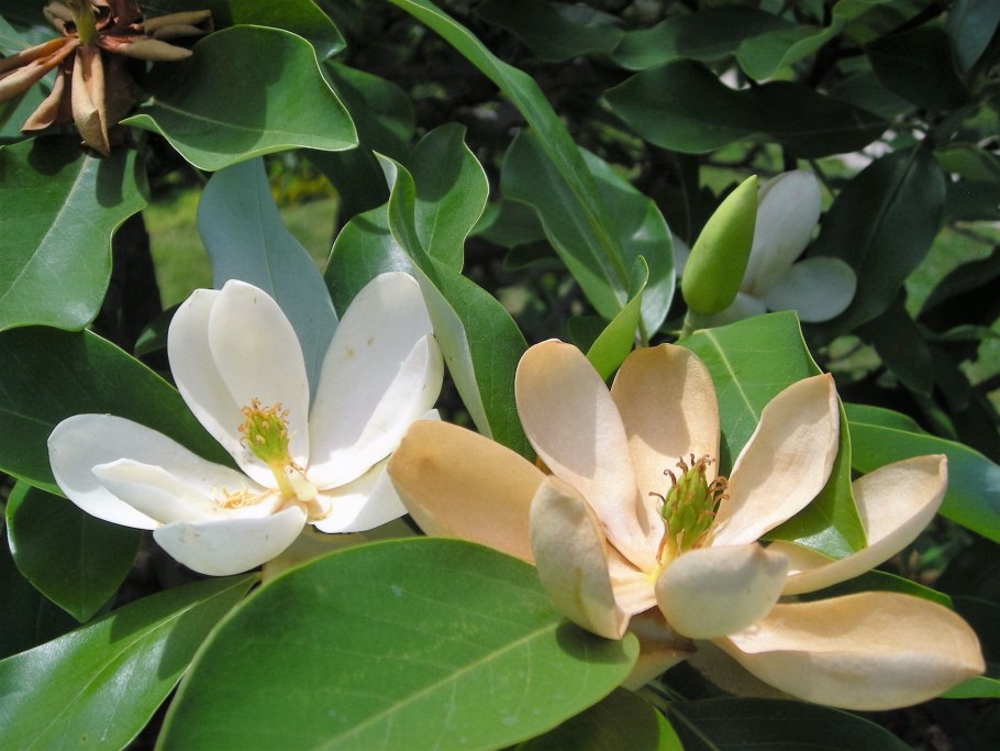 Магнолия виргинская дерево