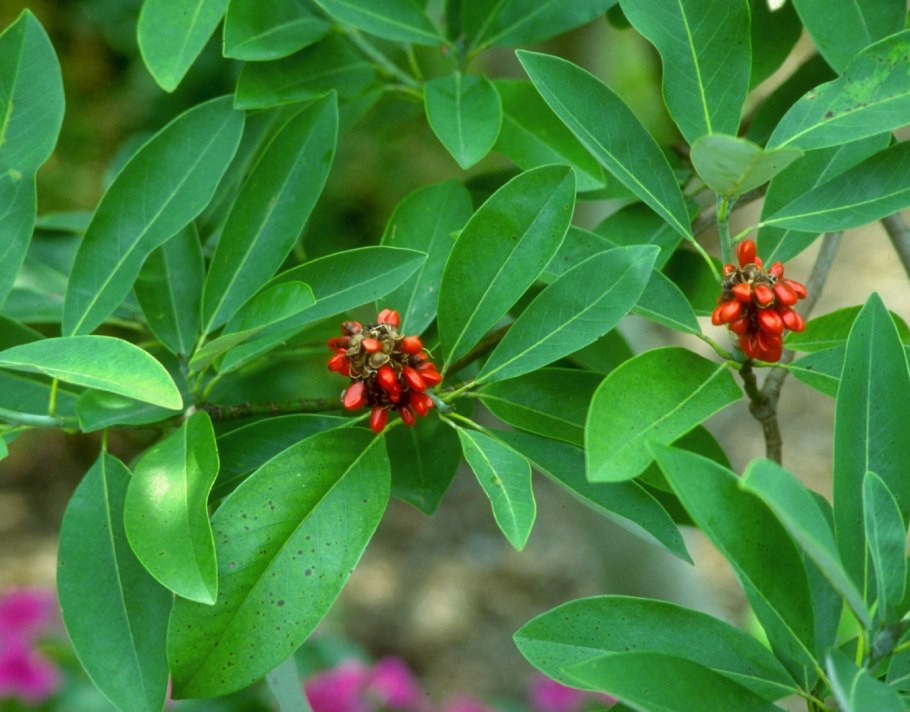 Магнолия длиннозаострённая листья