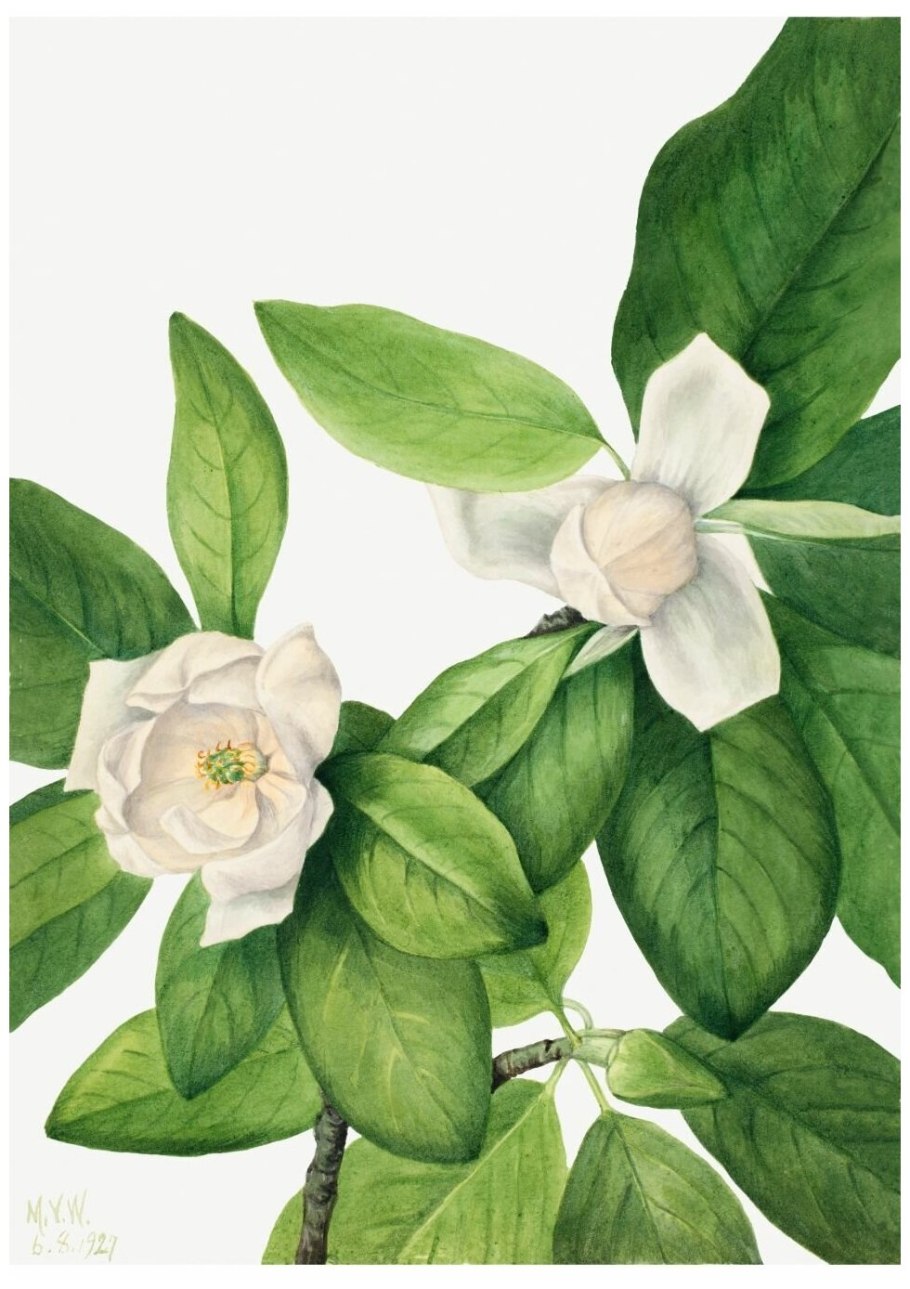 Ботаническая иллюстрация магнолия