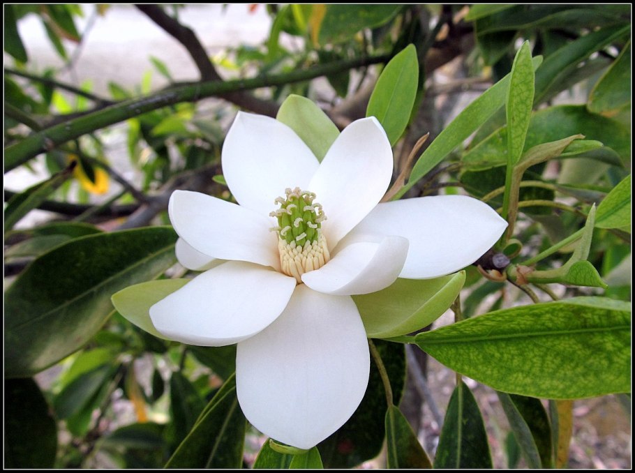 Магнолия виргинская айс дерево