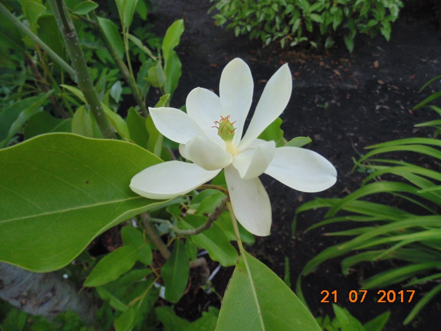 Магнолия феруджиния