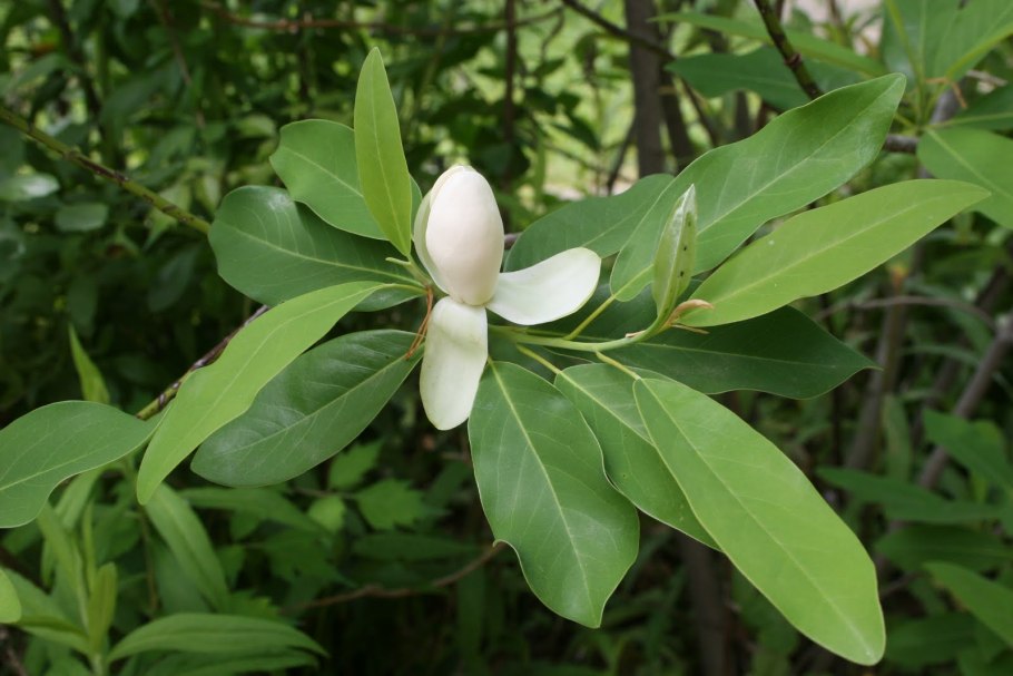 Magnolia virginiana
