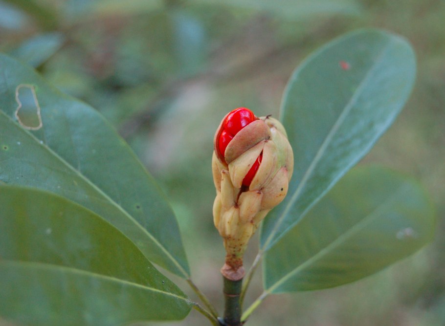 Паспорт растения Магнолия виргинская
