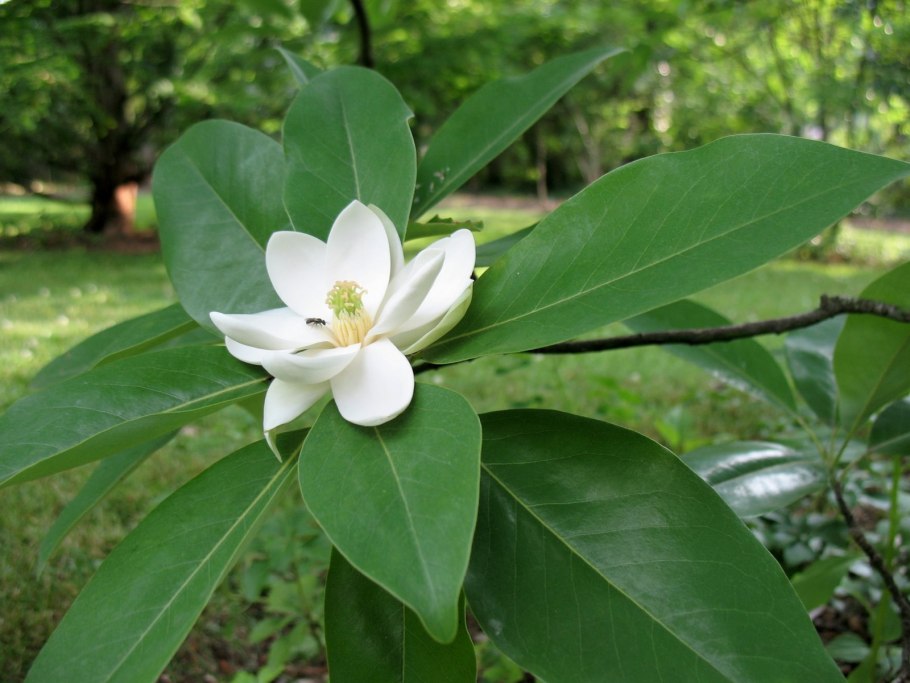 Магнолия виргинская дерево