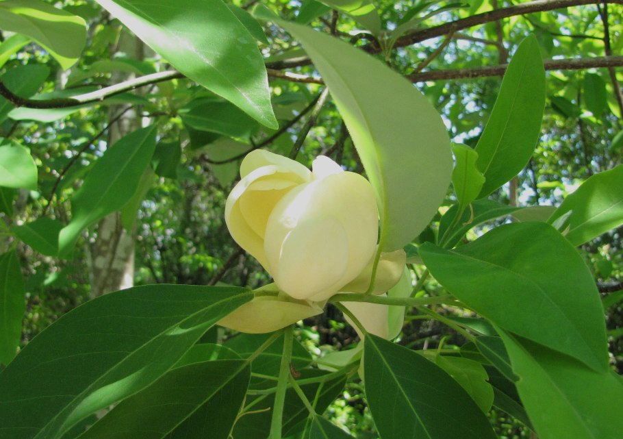 Североамериканская Магнолия вирджинская