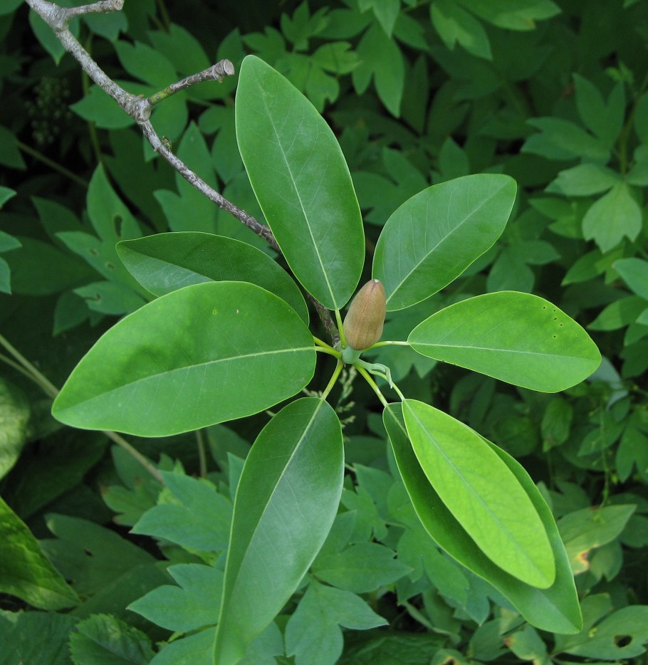 Магнолия виргинская дерево