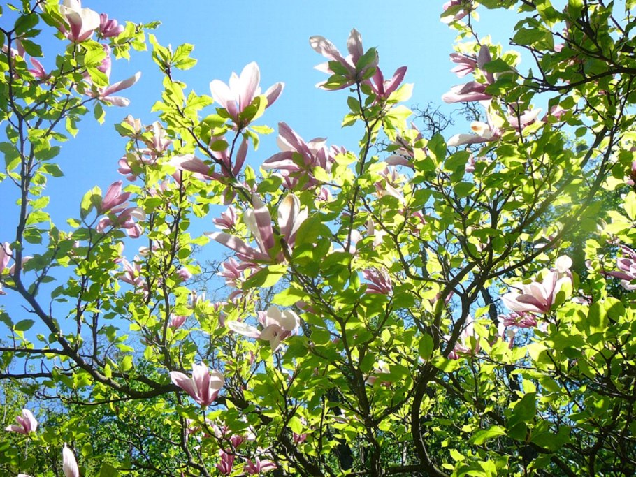 Магнолия вирджинская дерево