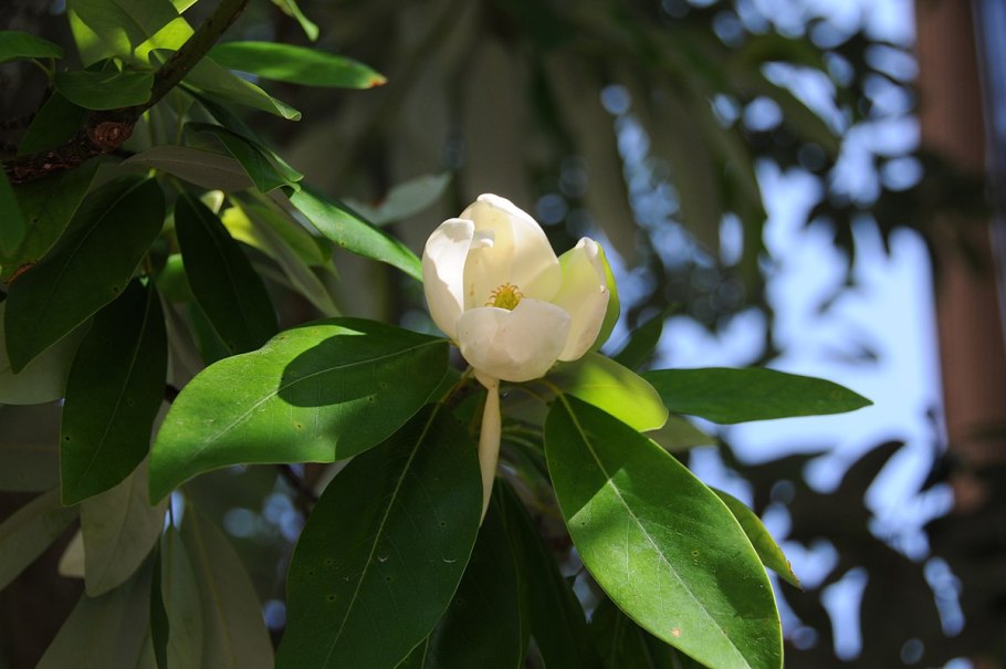 Магнолия виргинская Northern Belle