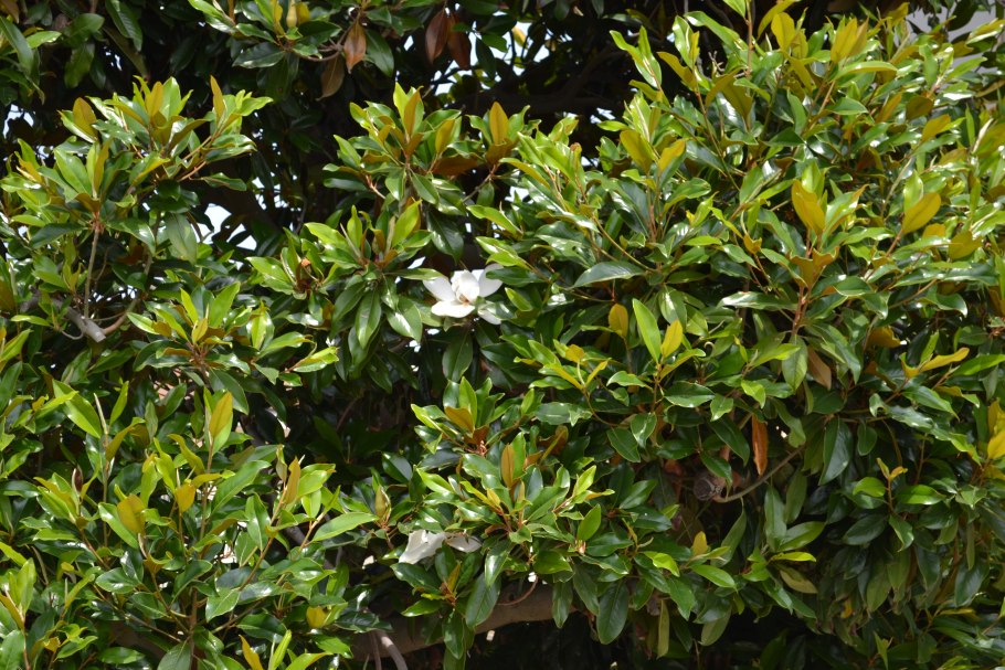 Magnolia virginiana