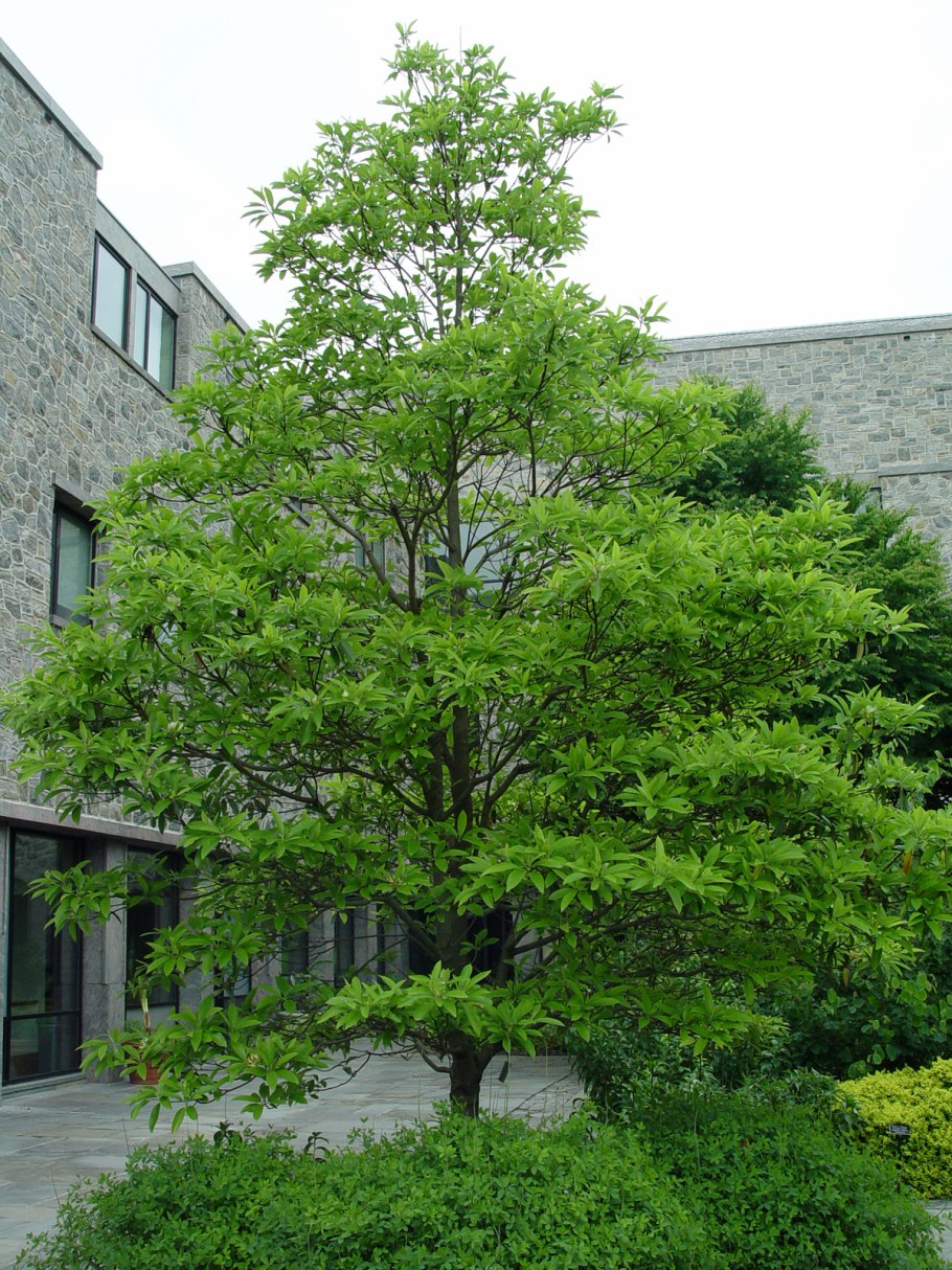 Магнолия Саржента