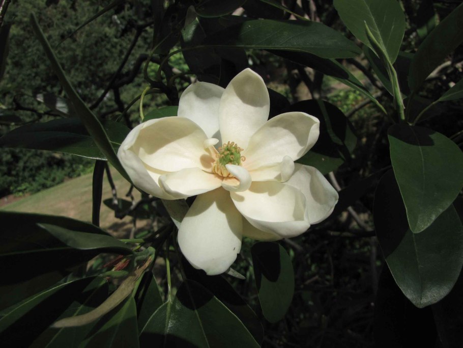 Магнолия грандифлора вечнозеленая