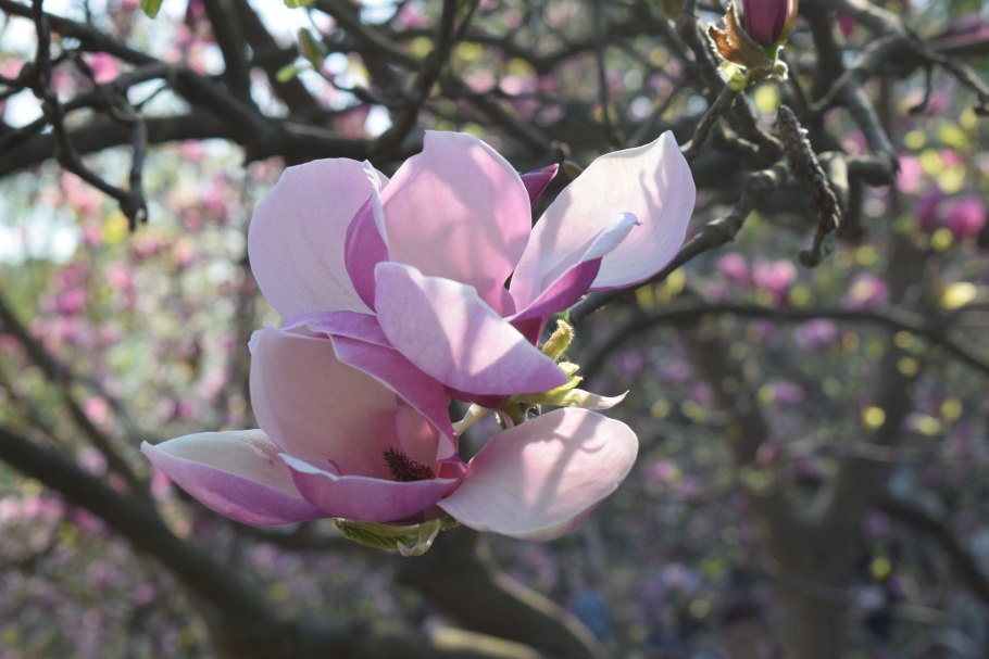 Магнолия виргинская куст