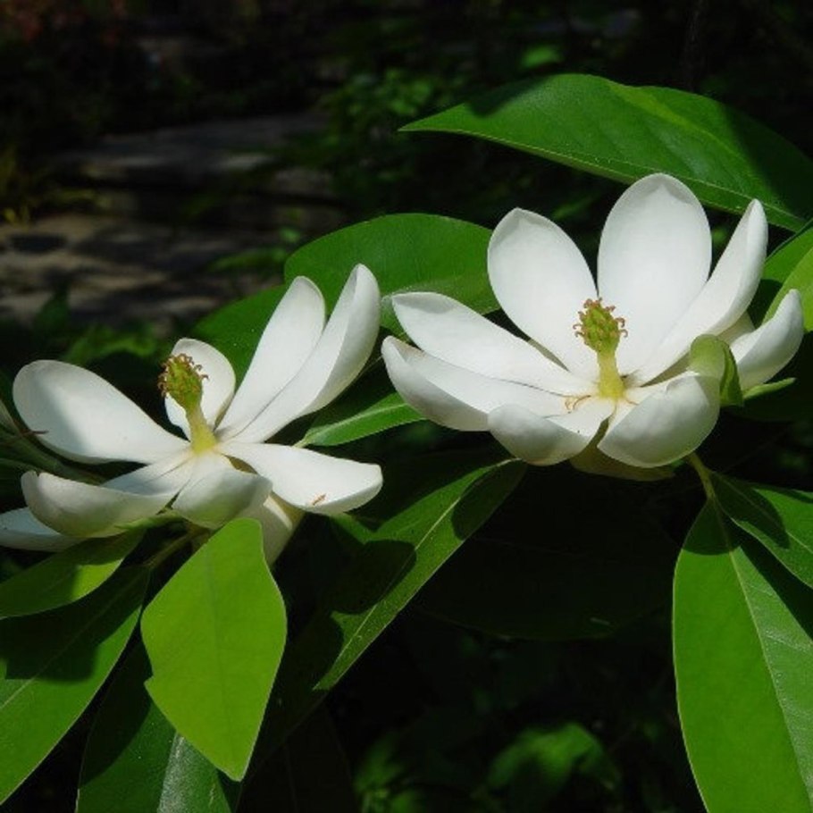 Магнолия виргинская Magnolia virginiana