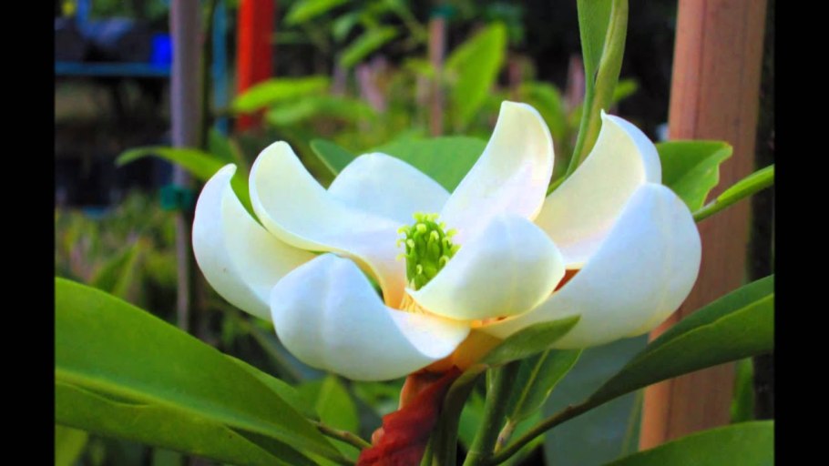 Магнолия виргинская Northern Belle