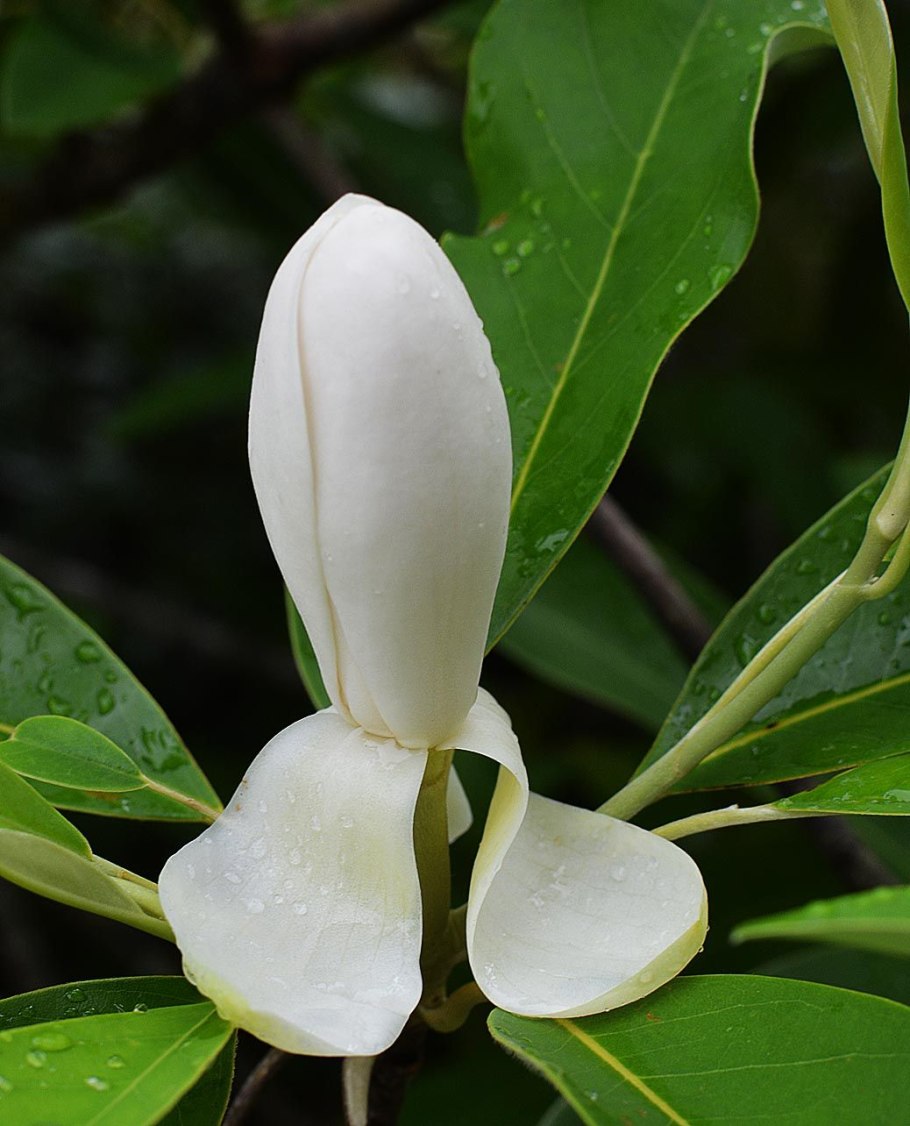 Магнолия виргинская glauca