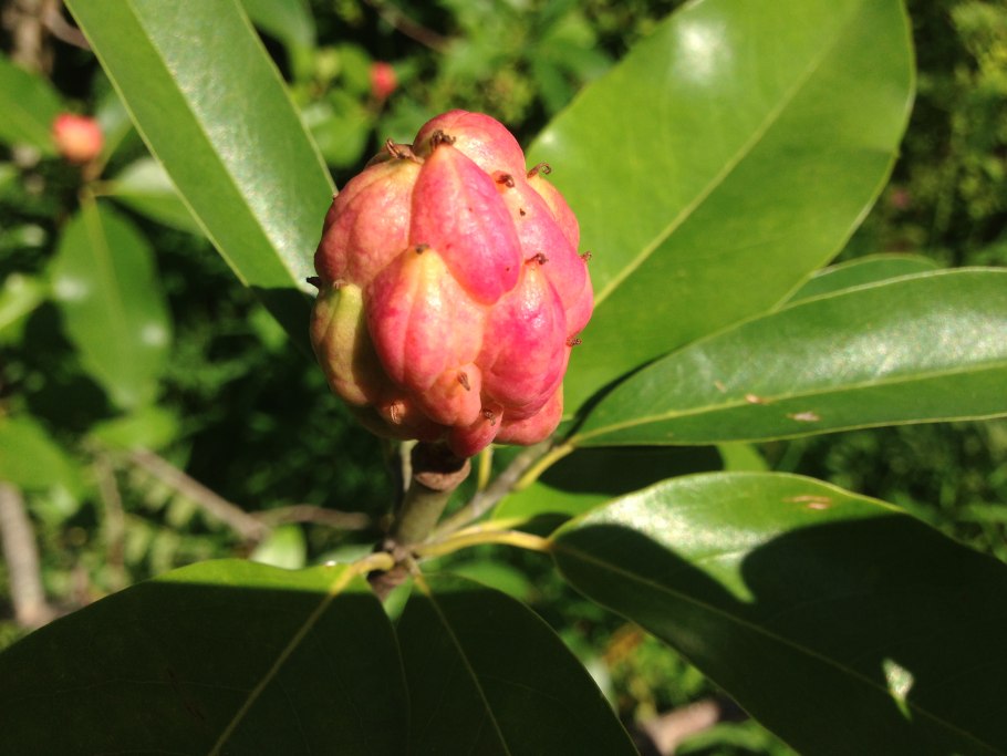 Магнолия крупноцветковая (magnolia grandiflora)