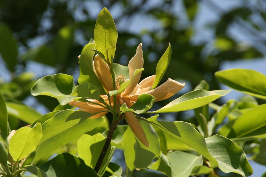 Magnolia virginiana var australis