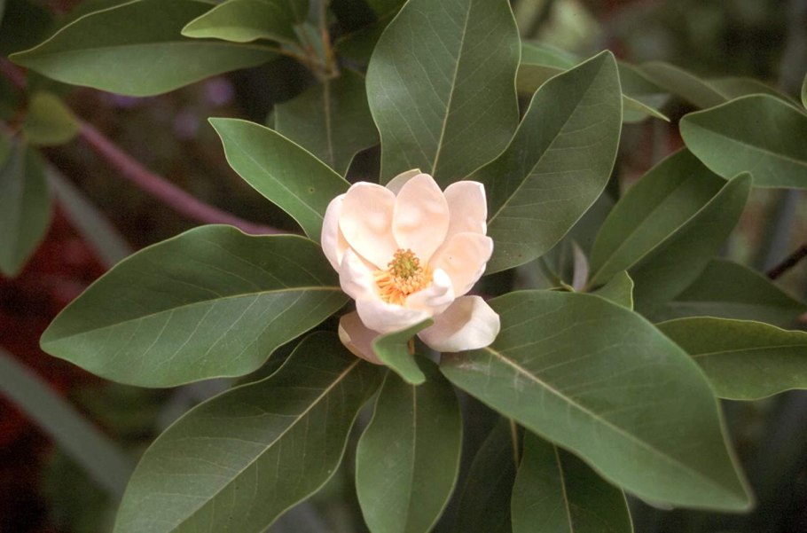 Магнолия виргинская glauca