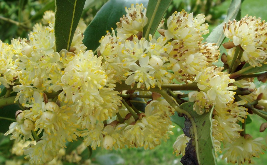 Лавр благородный (Laurus Nobilis)