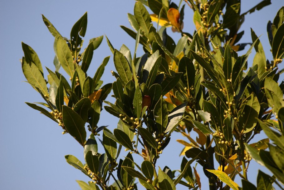 Лавр Laurus Nobilis