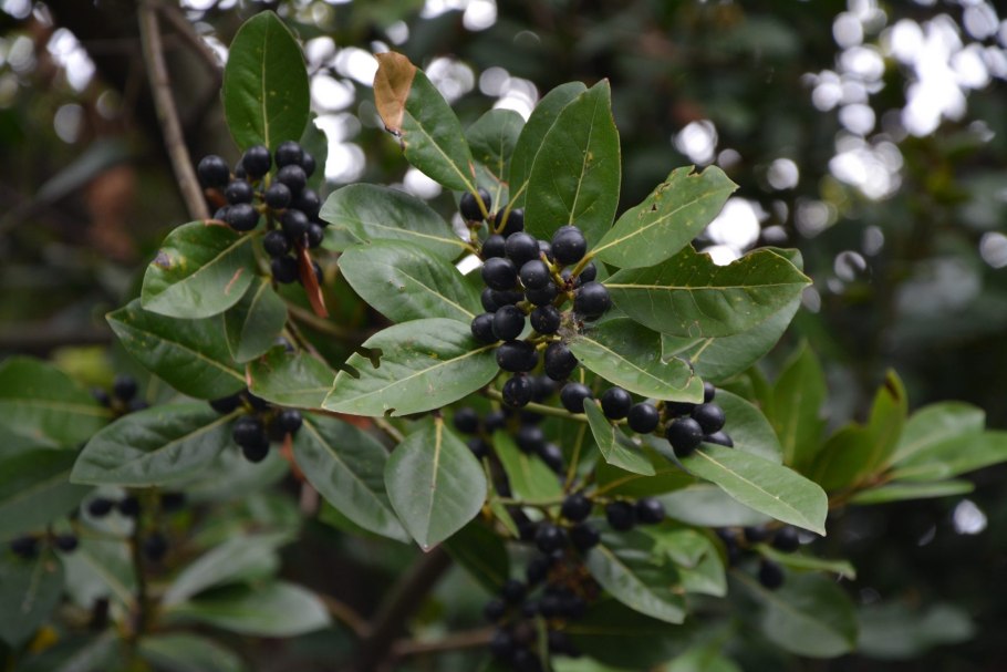 Лавр Laurus Nobilis Ботаническая плод