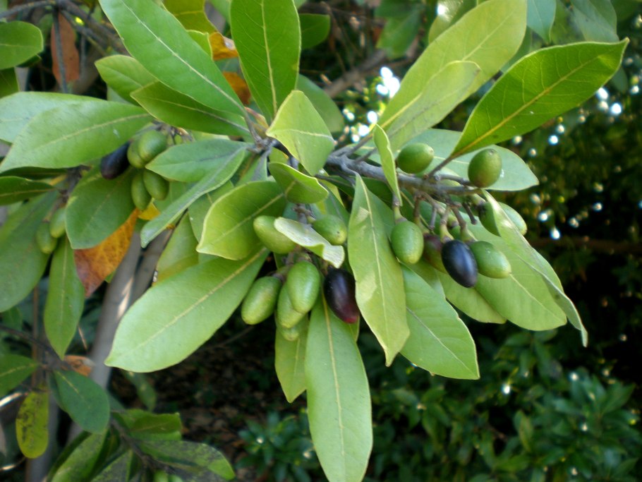 Лавр вечнозеленый