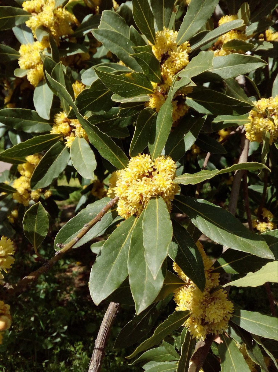 Laurus Nobilis семена