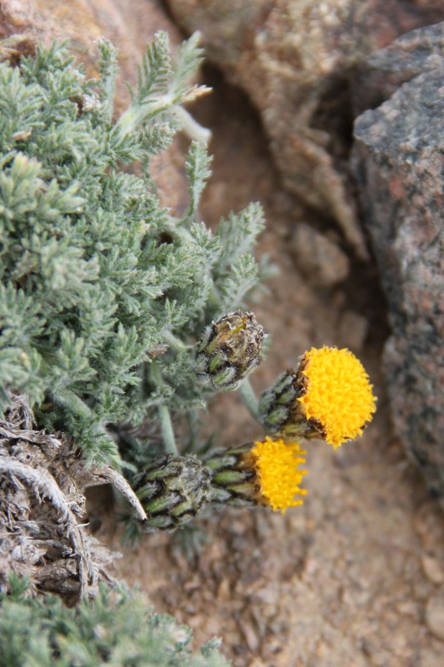Растение Угамия Ангренская Узбекистан