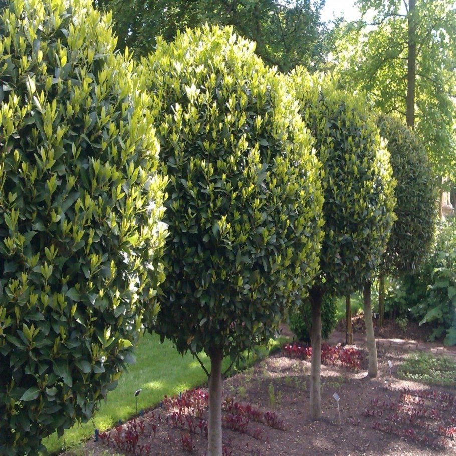 Laurus Nobilis Pyramide