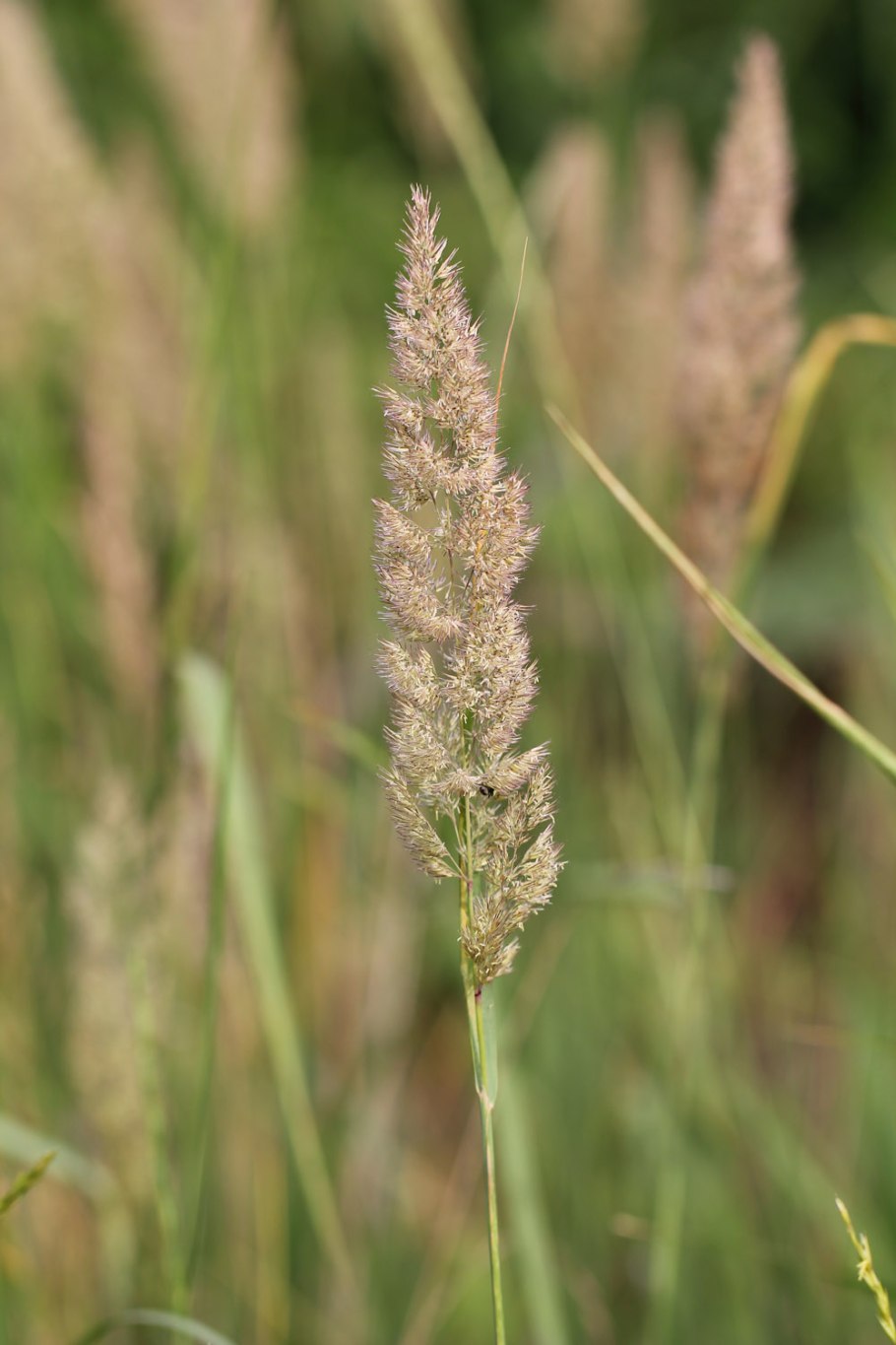 Вейник Calamagrostis Overdam