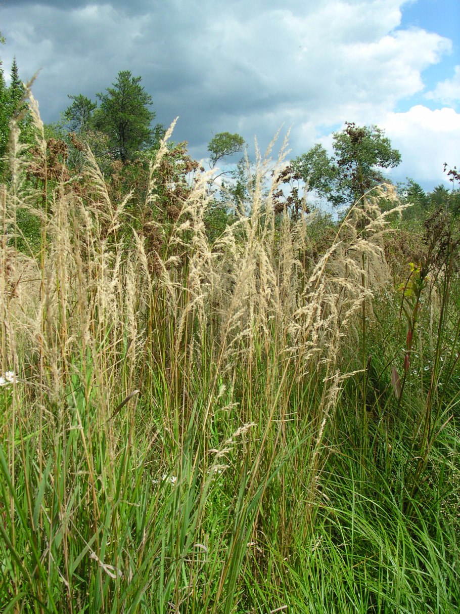 Вейник Наземный Calamagrostis epigeios