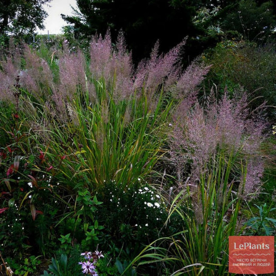 Вейник остроцветковый Overdam