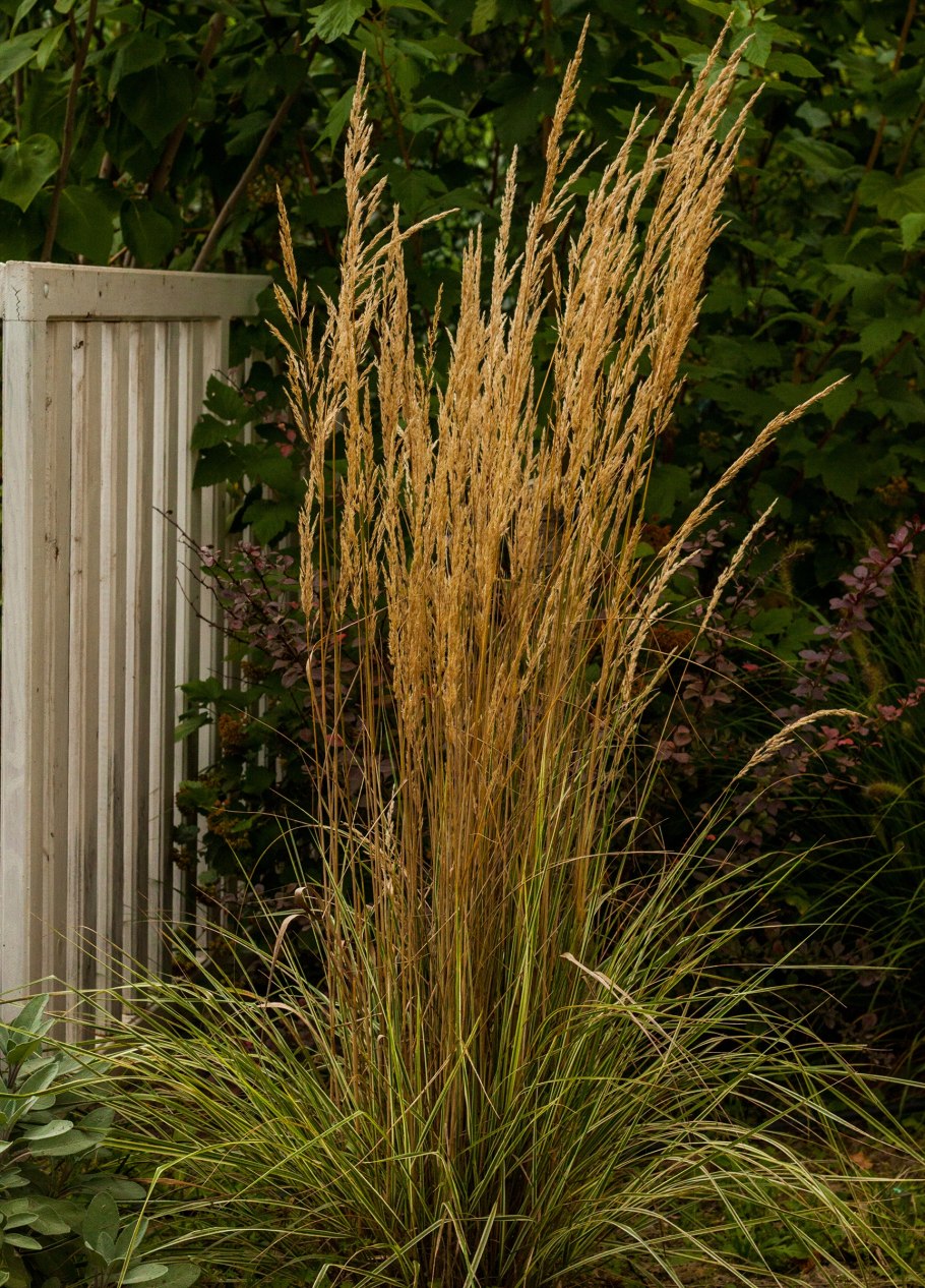 Вейник остроцветковый Карл Форстер