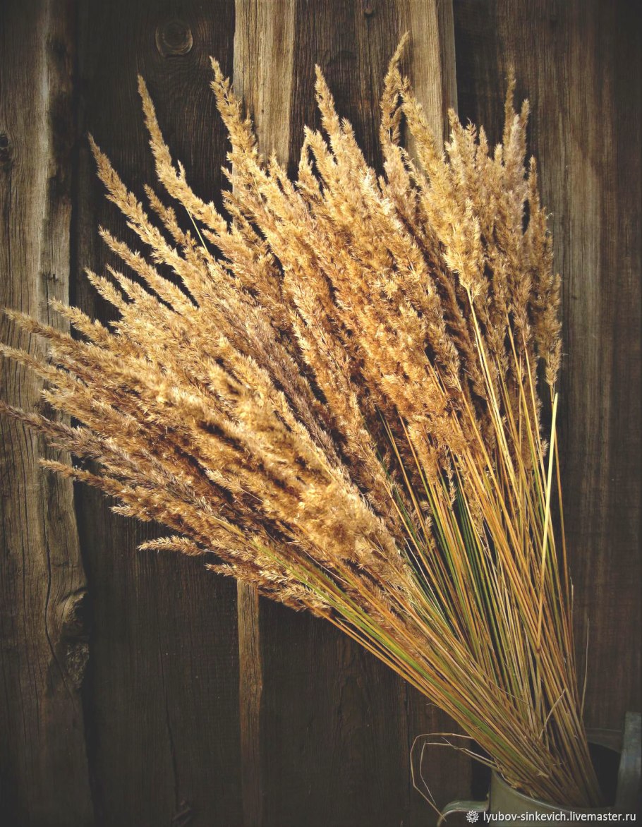 Вейник коротковолосистый