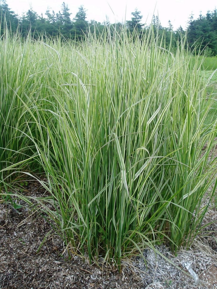 Вейник brachytricha