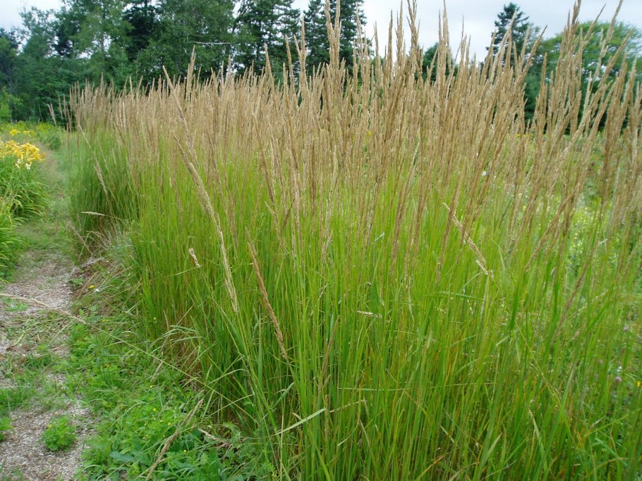 Calamagrostis x acutiflora 'Karl Foerster'