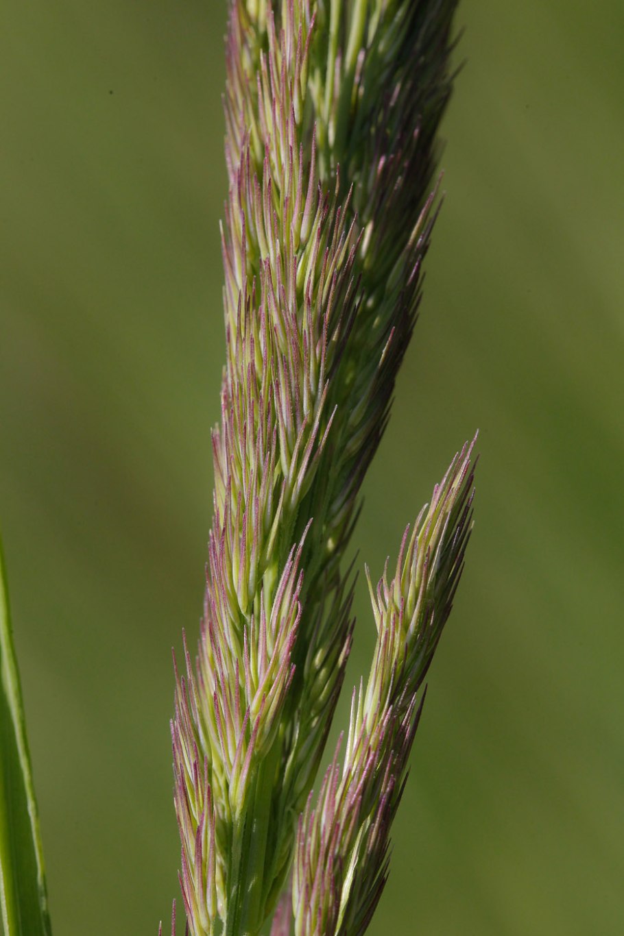Calamagrostis epigeios вейник