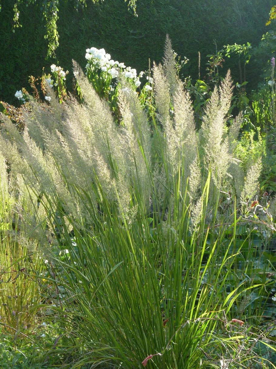 Вейник остроцветковый Овердам