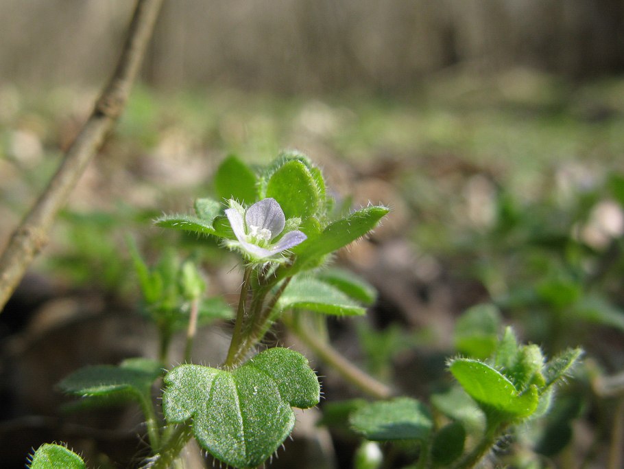 Veronica hederifolia