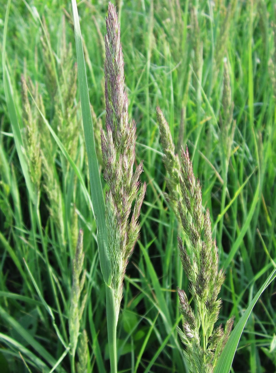 Вейник Наземный Calamagrostis epigeios