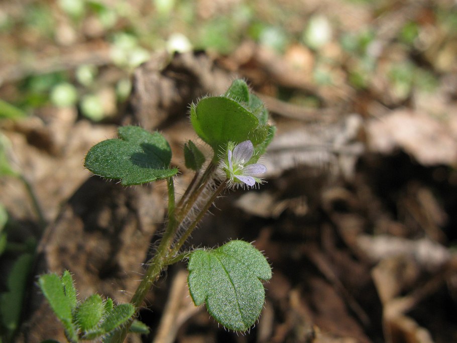 Трава Марти Карий
