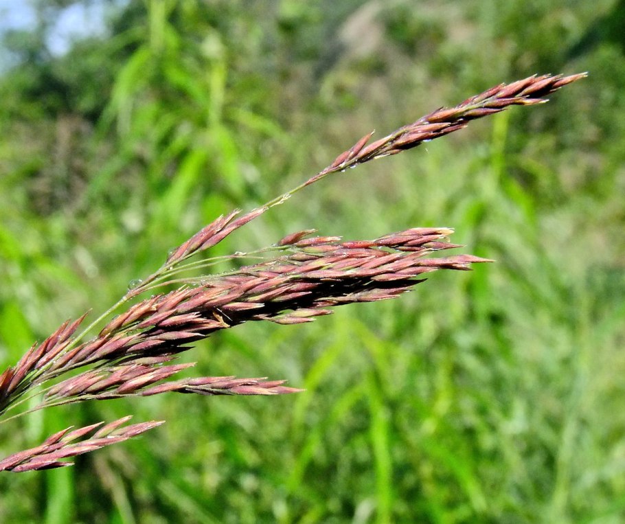 Вейник пурпурный (Calamagrostis purpurea)