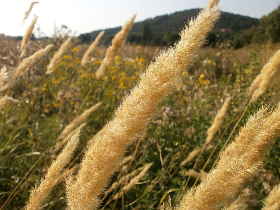 Вейник Calamagrostis brachytricha