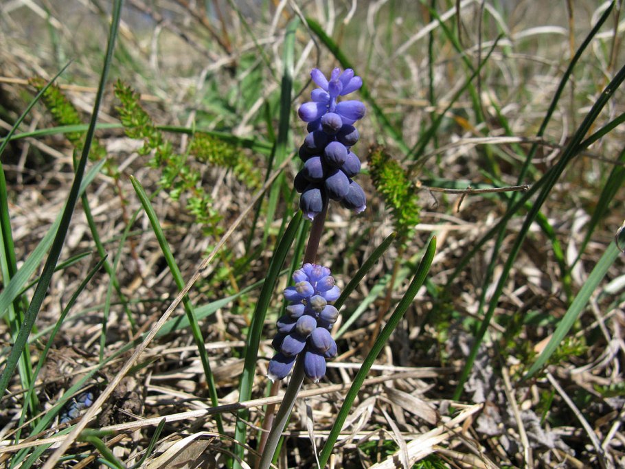 Muscari armeniacum