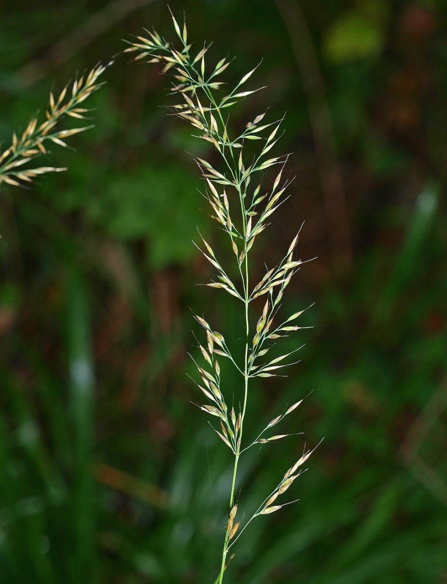 Вейник тростниковидный Calamagrostis arundinacea