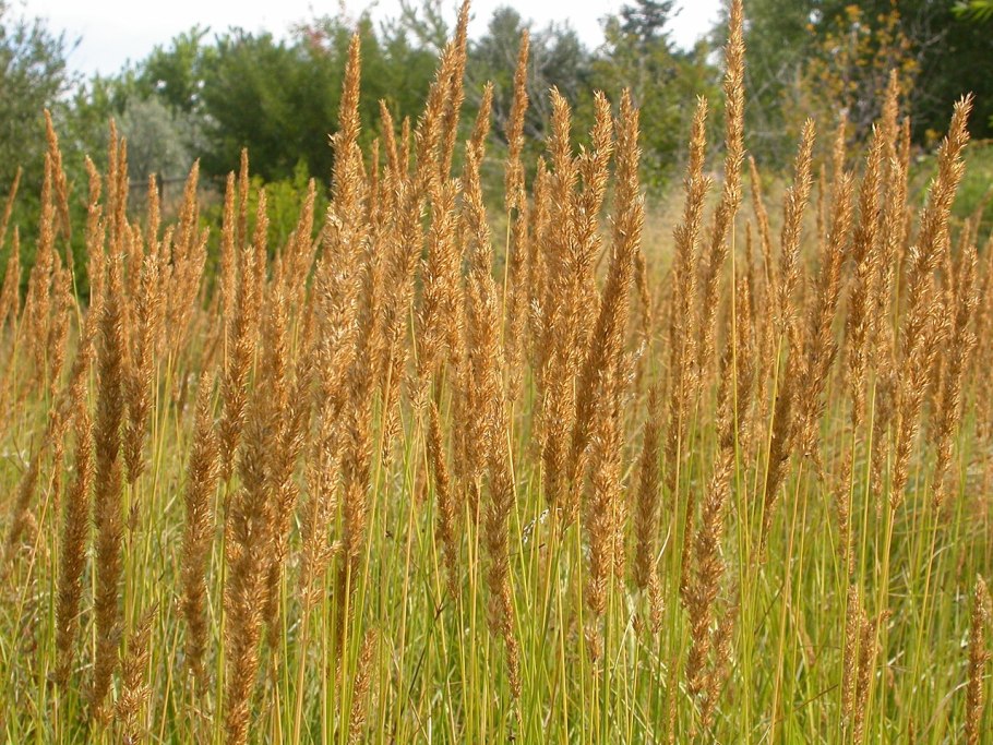 Sorghastrum nutans
