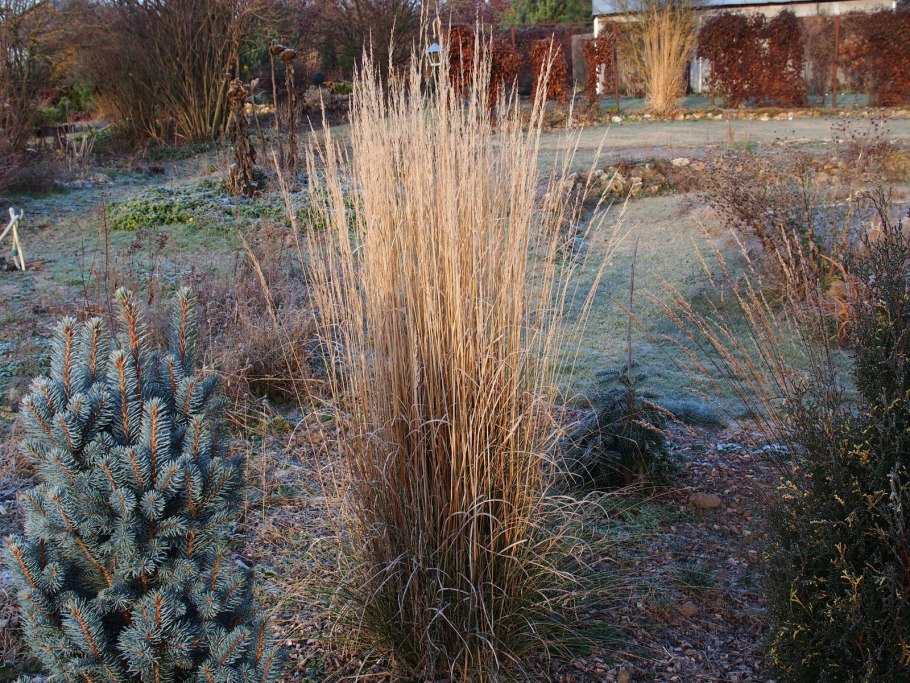 Вейник Наземный Calamagrostis epigeios