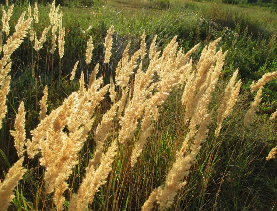 Вейник Наземный Calamagrostis epigejos