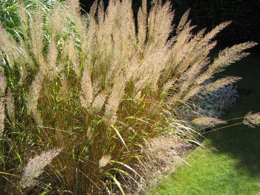 Вейник Наземный Calamagrostis epigeios