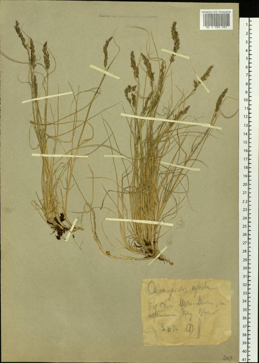Festuca lenensis